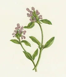 Prunella comune